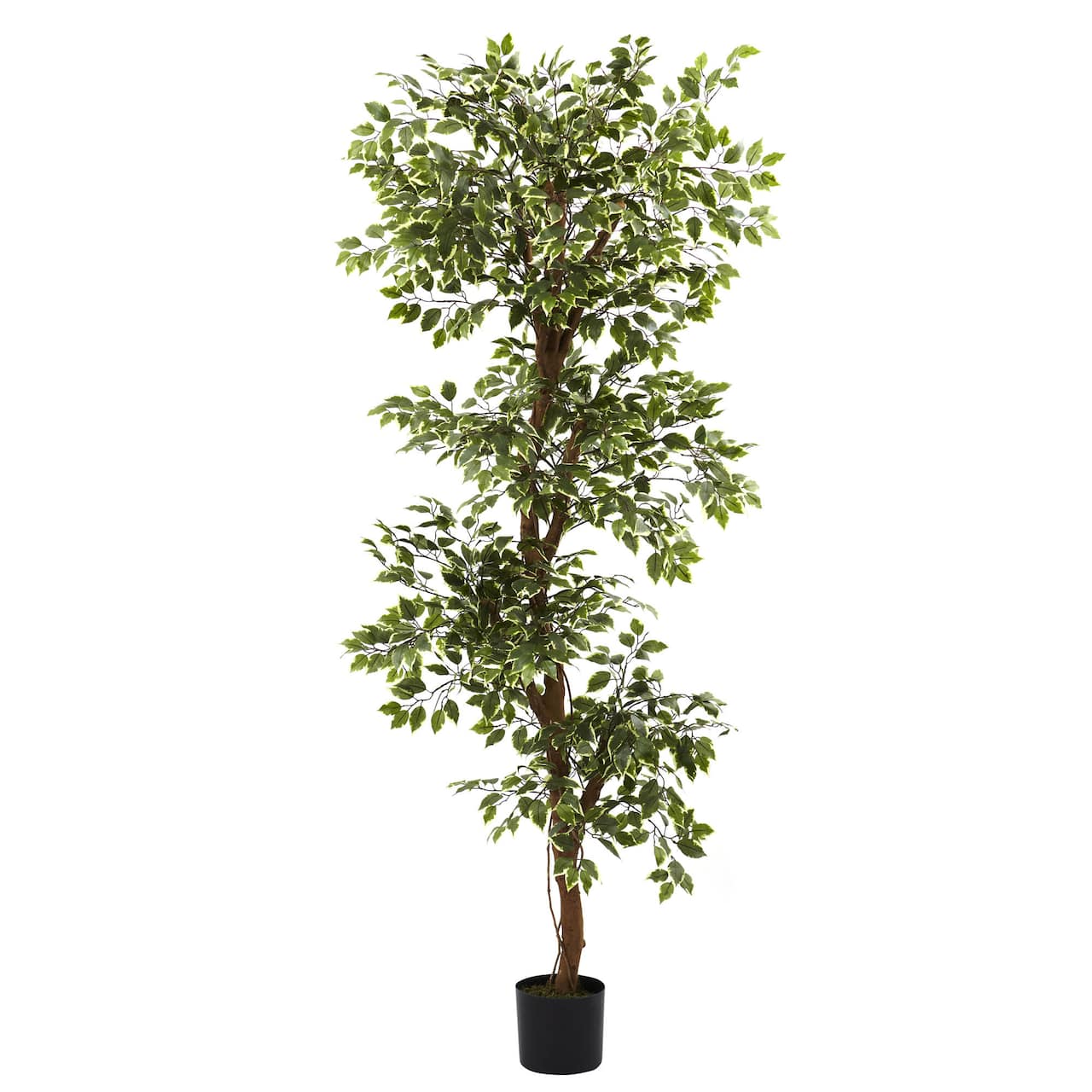 6ft. Potted Variegated Ficus Tree